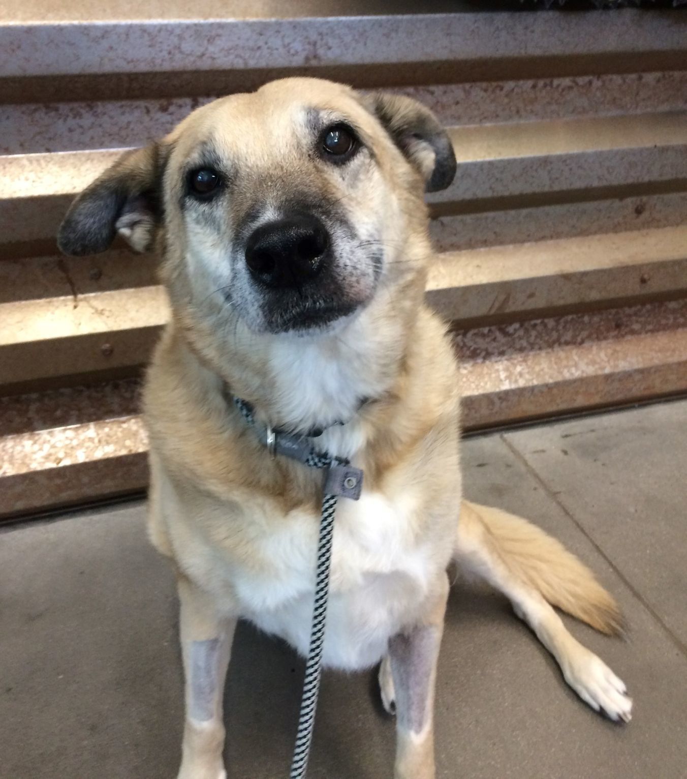 Adopt a friend: Aurora